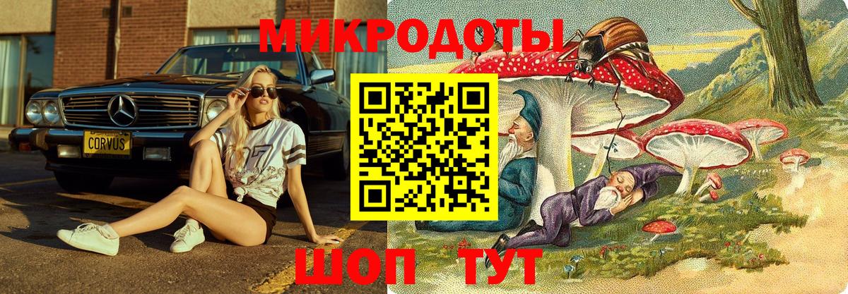 Галлюциногенные грибы Psilocybe Кызыл
